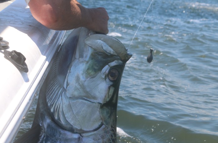 140 pound Tarpon