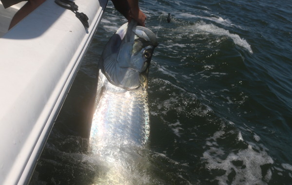 140 pound Tarpon