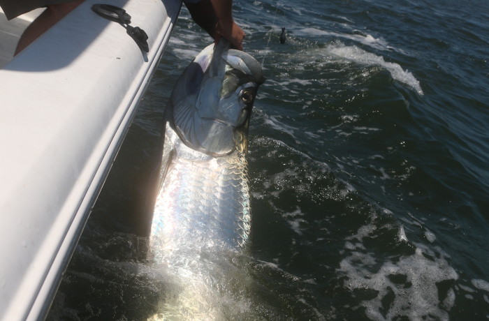 140 pound Tarpon