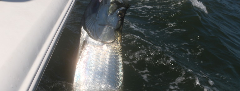 140 pound Tarpon