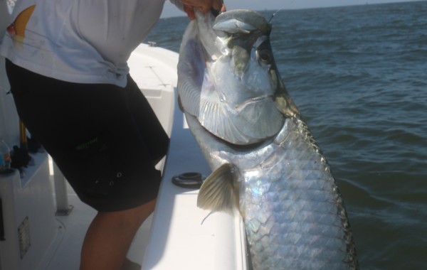 Hand full of monster Tarpon