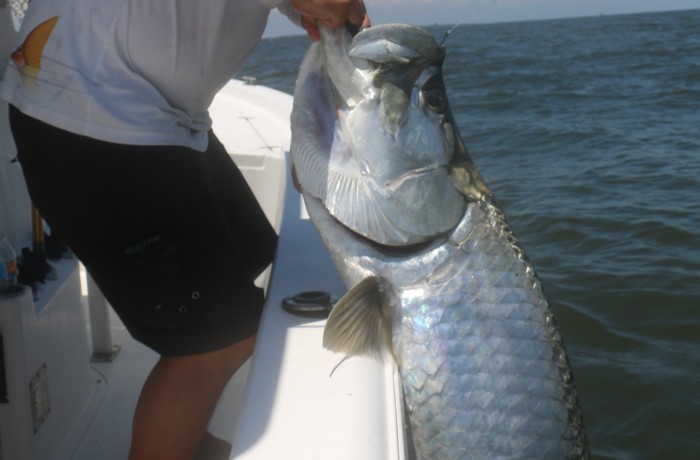 Hand full of monster Tarpon
