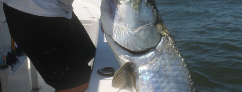 Hand full of monster Tarpon