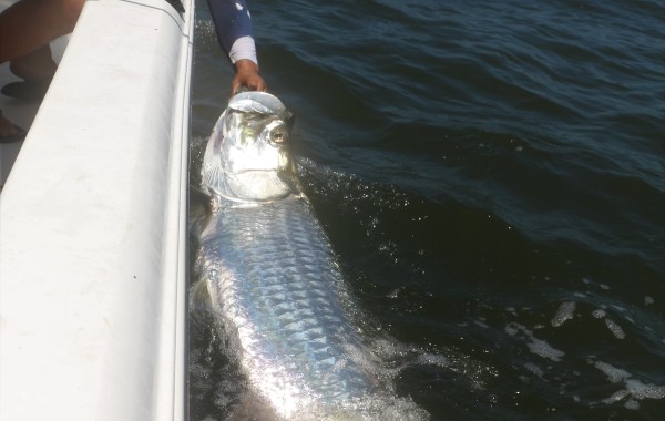 120 pound Tarpon
