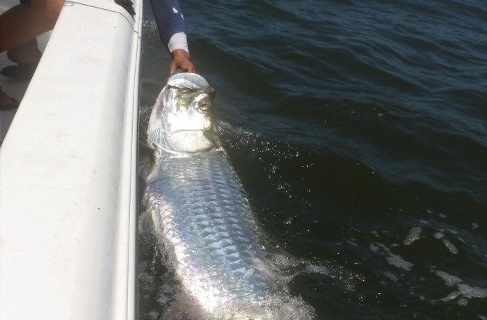 120 pound Tarpon