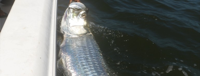 120 pound Tarpon