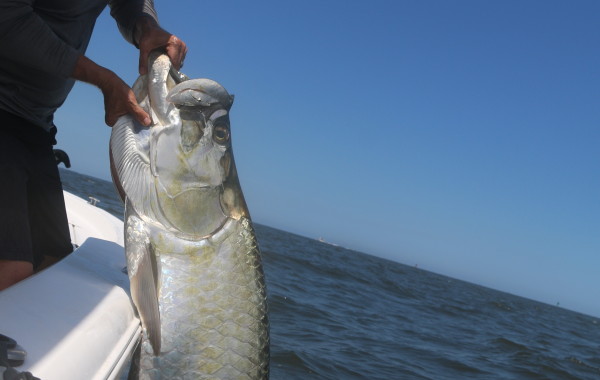 120 pound Tarpon