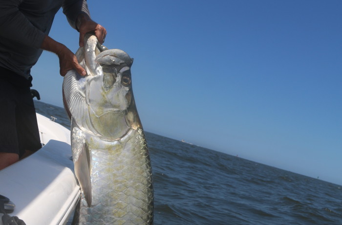120 pound Tarpon