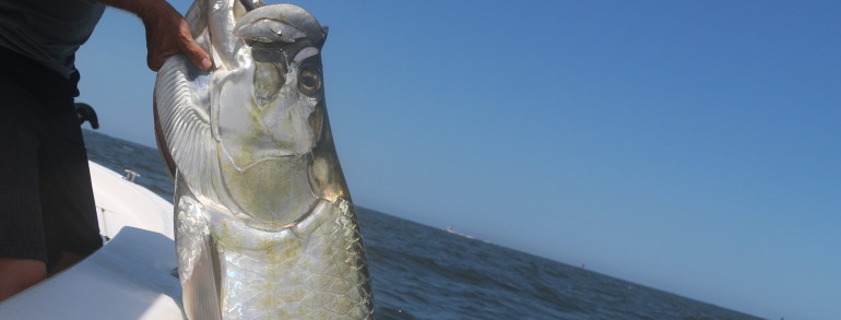 120 pound Tarpon