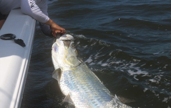120 pound Tarpon
