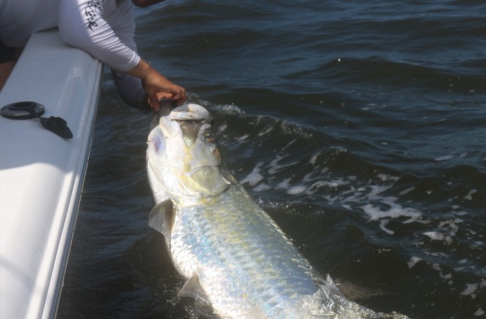 120 pound Tarpon