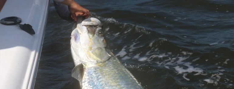 120 pound Tarpon