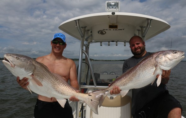 Double giant Bull Reds