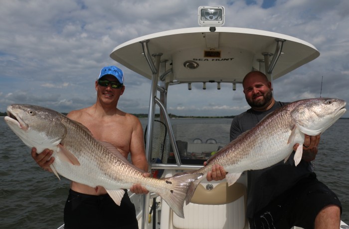 Double giant Bull Reds