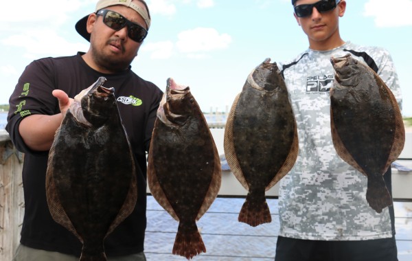 Several solid Flounder