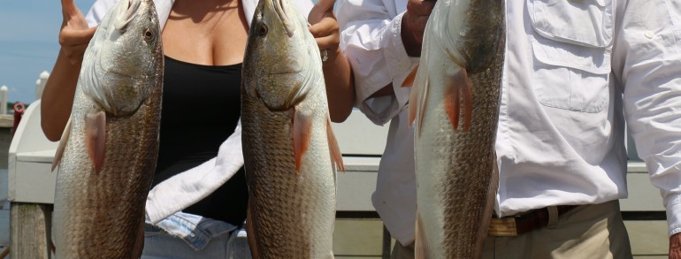 A trio of perfect upper slot Red Drum
