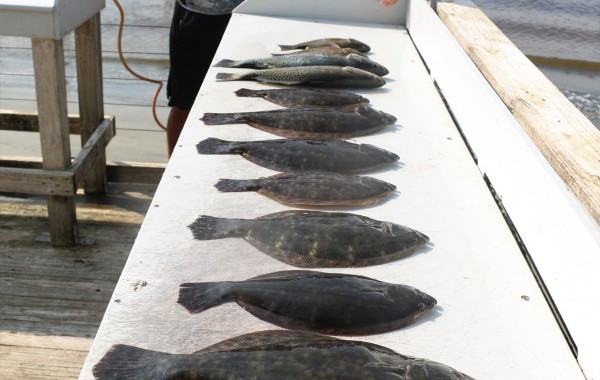 A healthy dose of Southern Flounder