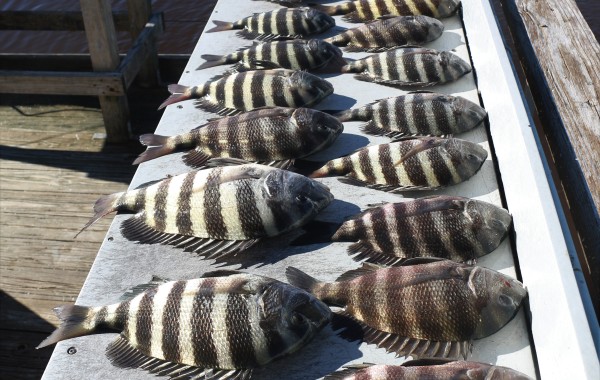 First Sheepshead trip of the season