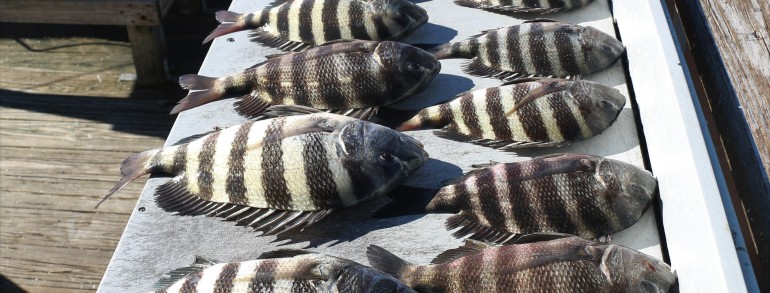 First Sheepshead trip of the season