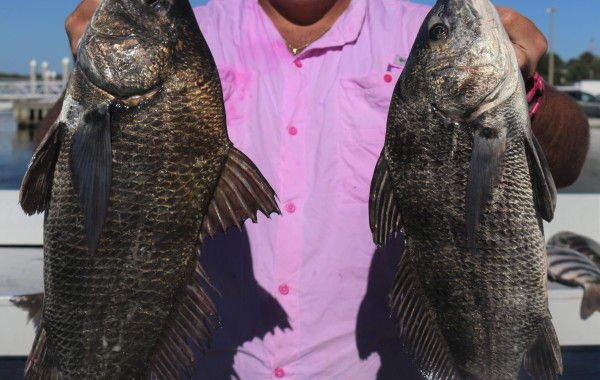 Pair of perfect Drum