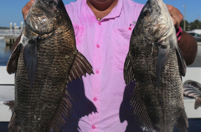 Pair of perfect Drum