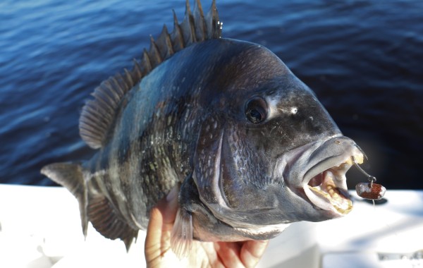 7 pound Convict on the Reel Habit Jig