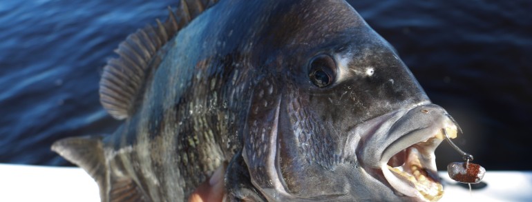 7 pound Convict on the Reel Habit Jig