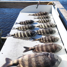 1 hour of Sheepshead fishing after wearing the Reds out all day