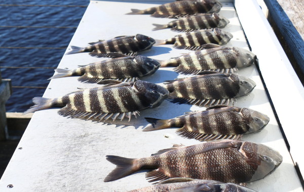 1 hour of Sheepshead fishing after wearing the Reds out all day