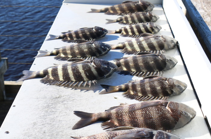 1 hour of Sheepshead fishing after wearing the Reds out all day