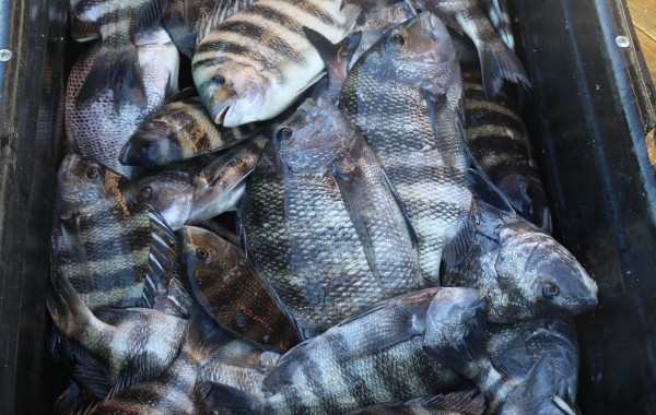 When a cooler just isn’t big enough