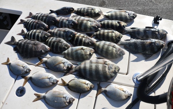 The results of coaching a fellow captain