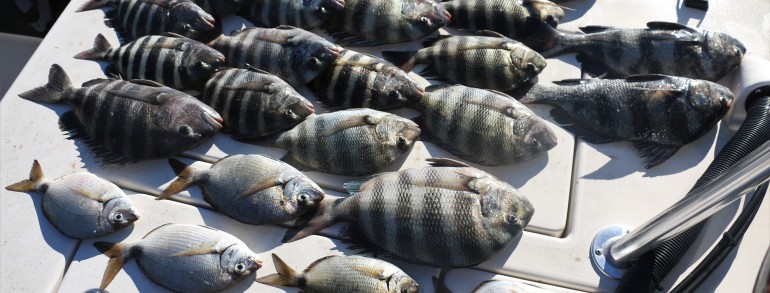 The results of coaching a fellow captain