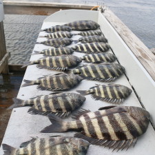 Here’s what a beginner Sheepshead angler can accomplish