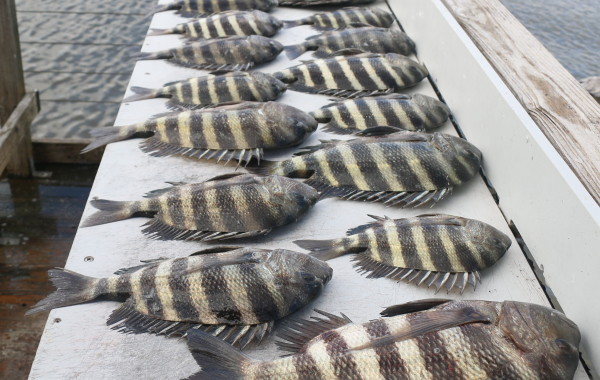 Here’s what a beginner Sheepshead angler can accomplish