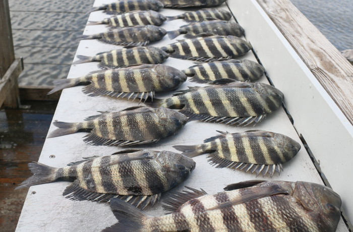 Here’s what a beginner Sheepshead angler can accomplish