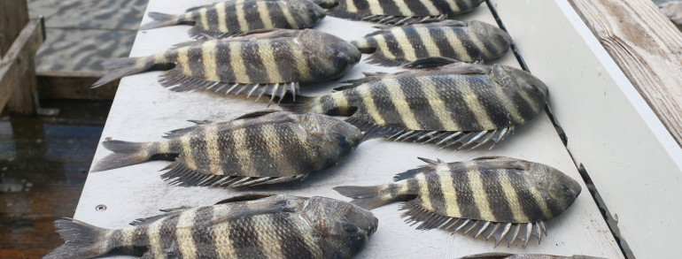 Here’s what a beginner Sheepshead angler can accomplish