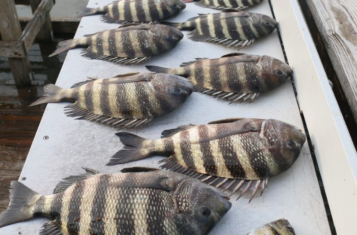 Another rookie Sheepshead angler getting on the board