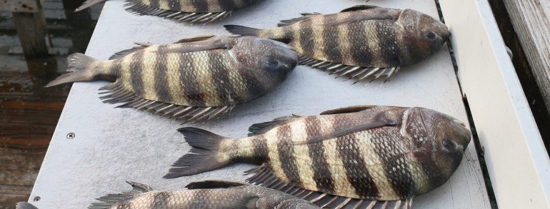 Another rookie Sheepshead angler getting on the board