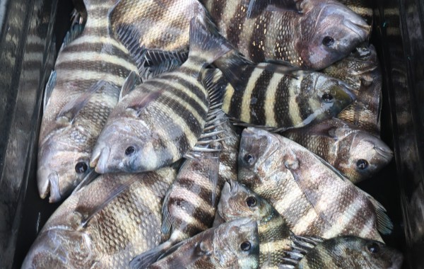 Whats better, 3 or 4 Red Snapper or a loaded down meat wagon of Piling Snapper?