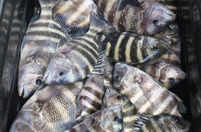 Whats better, 3 or 4 Red Snapper or a loaded down meat wagon of Piling Snapper?