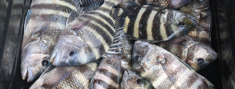 Whats better, 3 or 4 Red Snapper or a loaded down meat wagon of Piling Snapper?