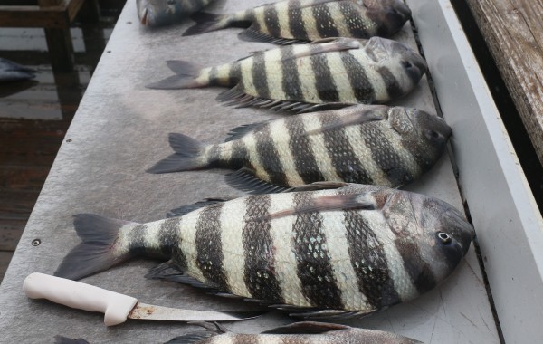 While everybody was runnin offshore for a few Snapper, we were 1/4 mile from the ramp cleaning up