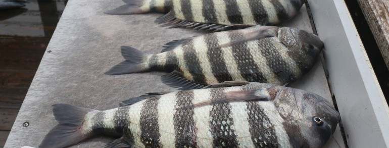 While everybody was runnin offshore for a few Snapper, we were 1/4 mile from the ramp cleaning up