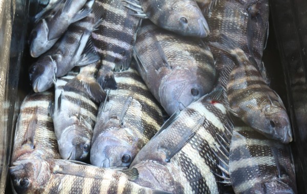 Another dock cart limping to the cleaning tables