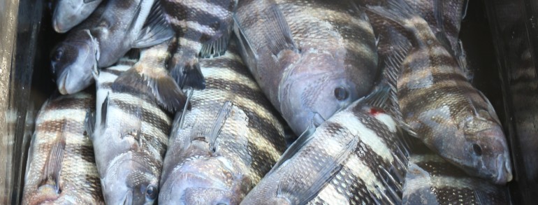 Another dock cart limping to the cleaning tables