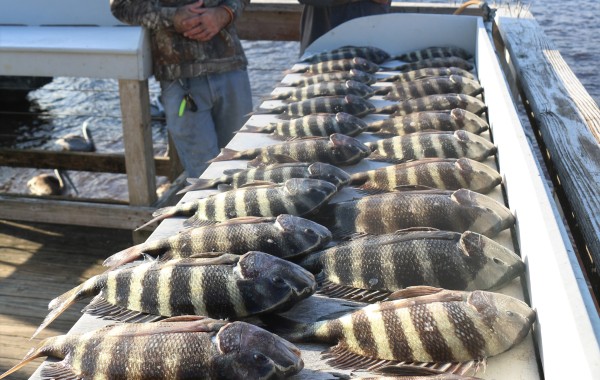 Another pile of Convicts