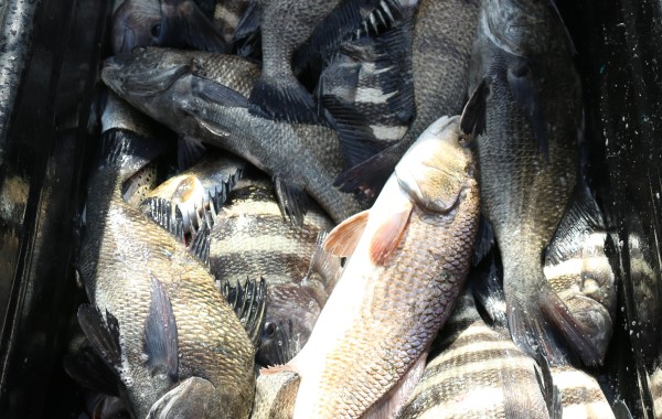 Another dock cart squealin and limpin back to the cleaning tables loaded down