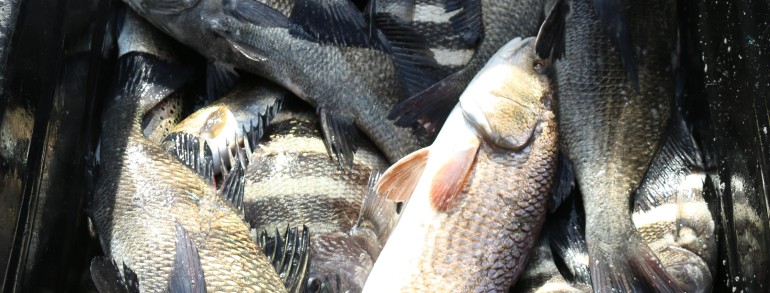 Another dock cart squealin and limpin back to the cleaning tables loaded down