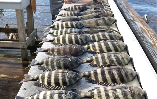 Another group of novice Convict hunters broken in right